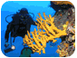 biodiversite.gif